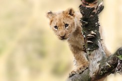 Baby Lion South Africa