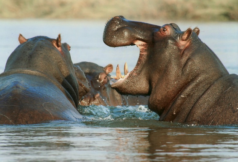 Hippos in Sabi Sand Reserve