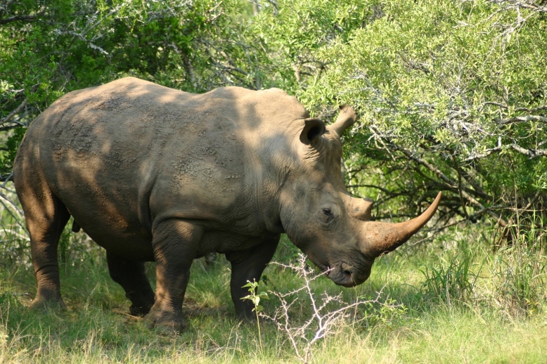 Rhino on a South Africa Safari