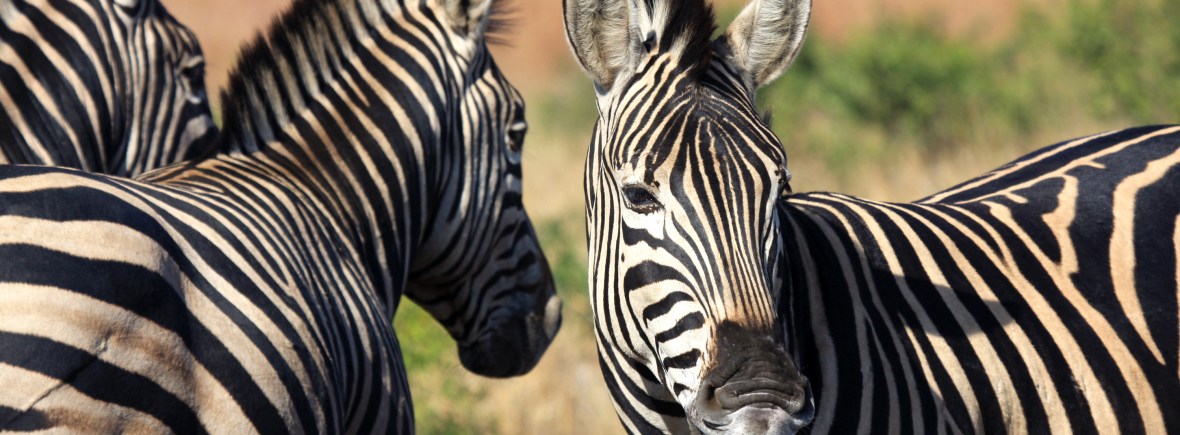 Panorama Route Self-Drive holiday. See zebras on safari