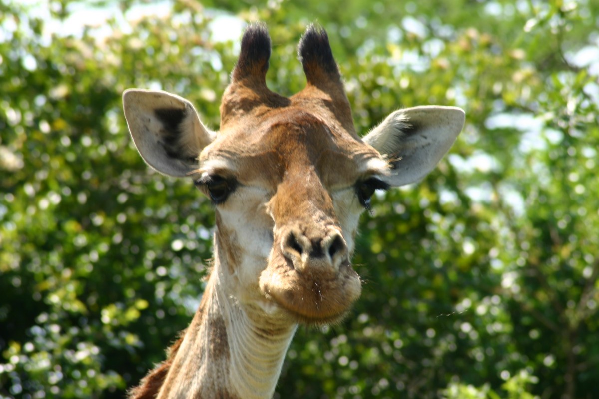 Search for Giraffe on a South Africa Safari